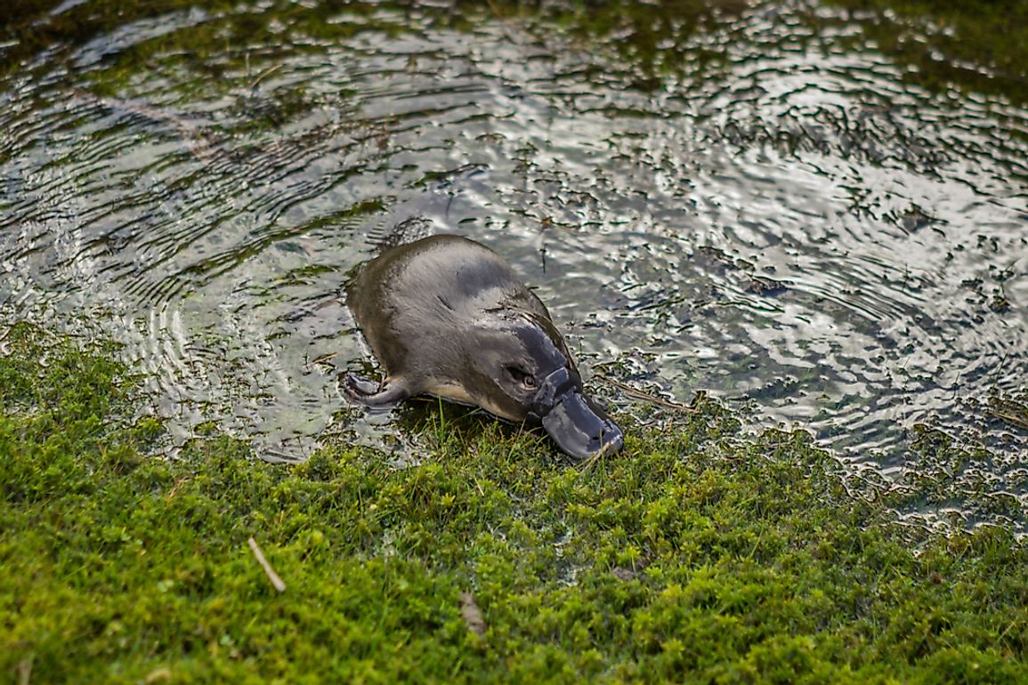 Where Do Platypus Live? - Worldatlas.com