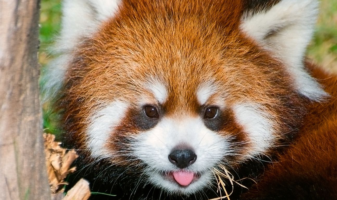 Red Panda Facts Animals Of Asia