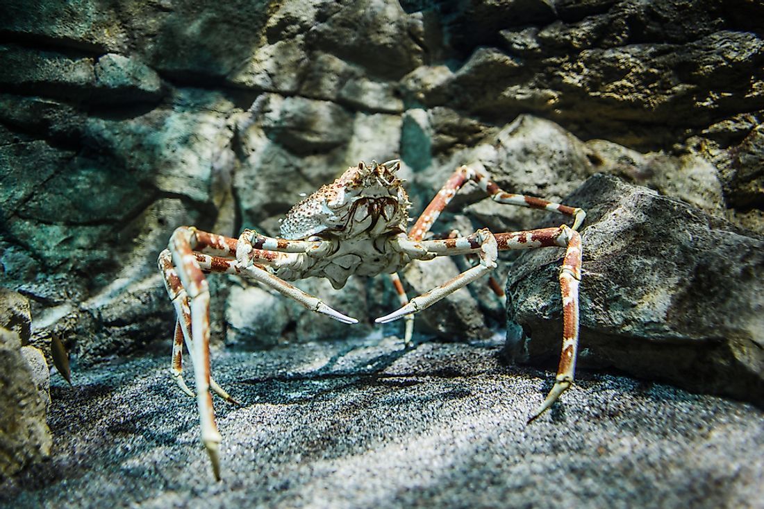 The Biggest Crabs In The World