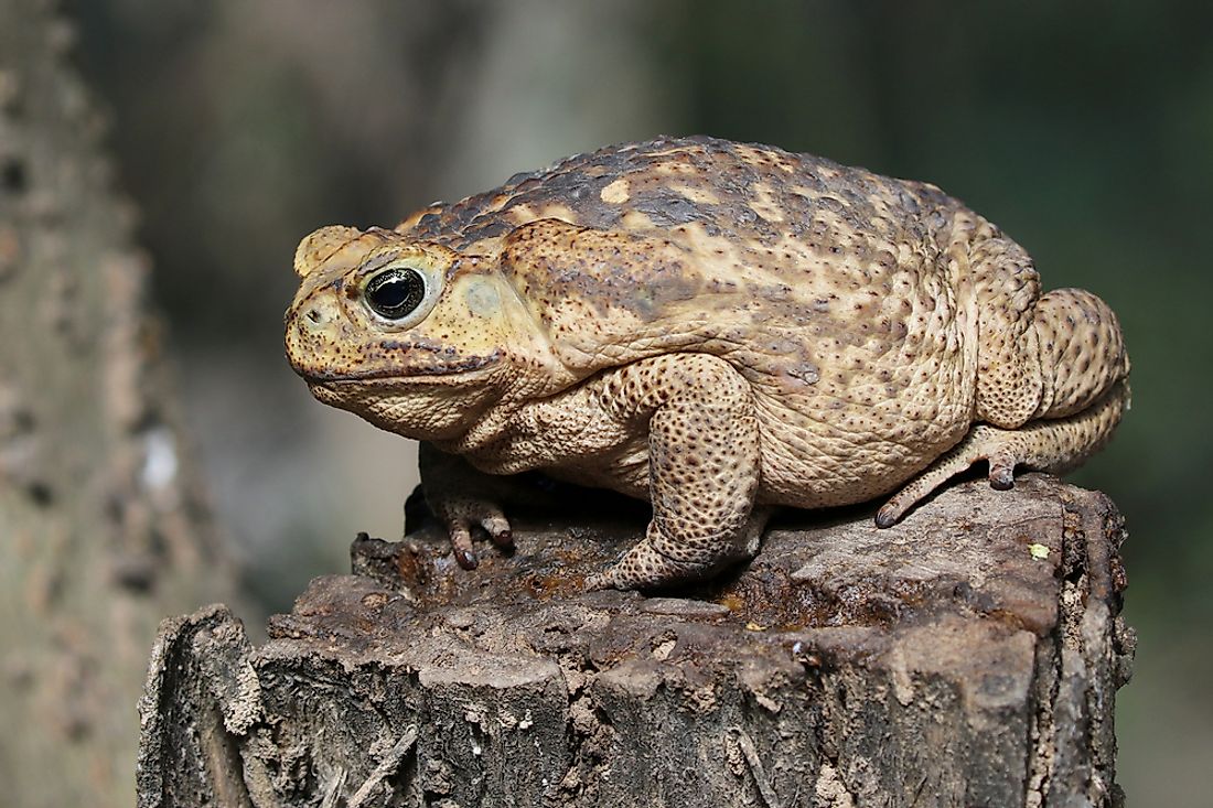 what-is-the-largest-toad-in-the-world-worldatlas