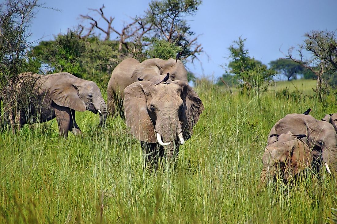 Animals In A Tropical Savanna