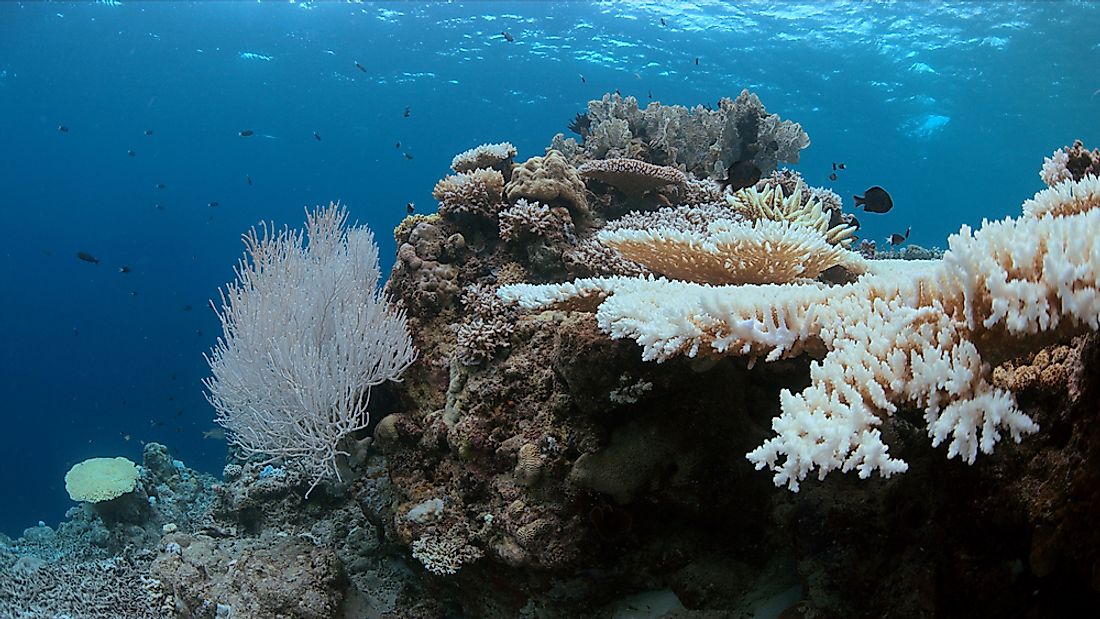 Coral Is - WorldAtlas.com Of Bleaching? Problem The Serious How