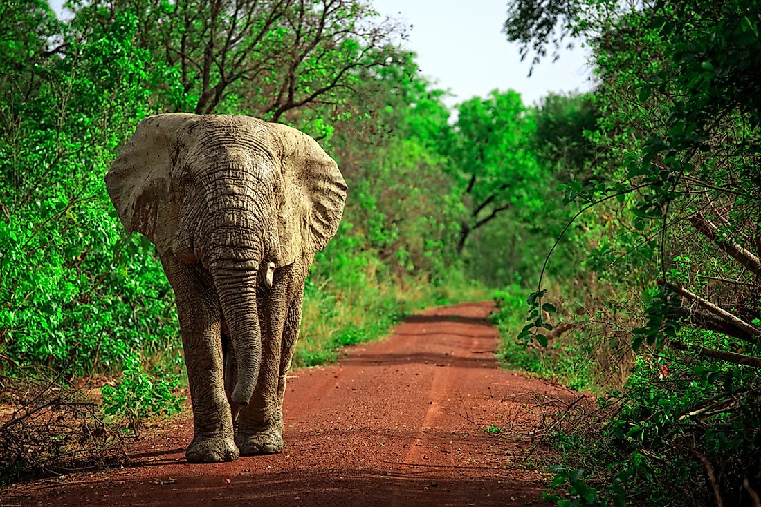 Animals That Live in Ghana - WorldAtlas.com