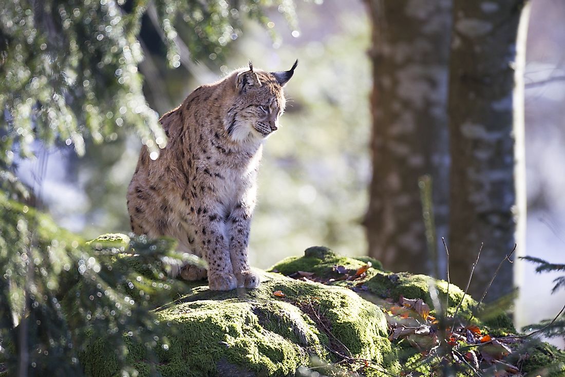 The Three Wild Cats Found In Europe - WorldAtlas.com