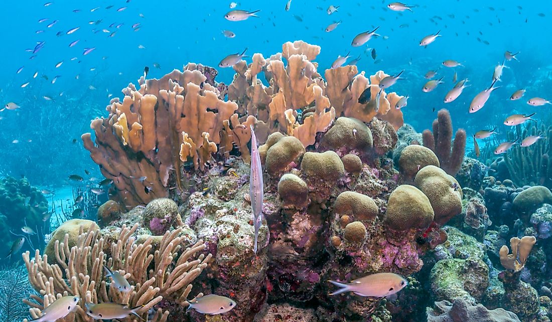 what-is-the-conservation-status-of-the-world-s-reef-building-corals