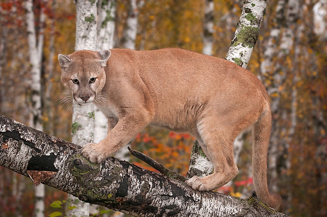 puma cat facts