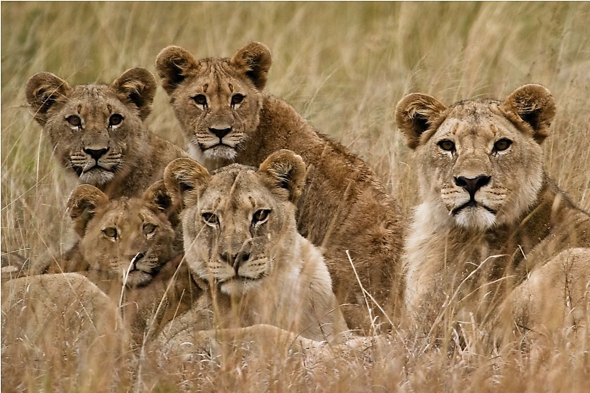 The Seven Species Of Wild Cats Of Africa - WorldAtlas.com