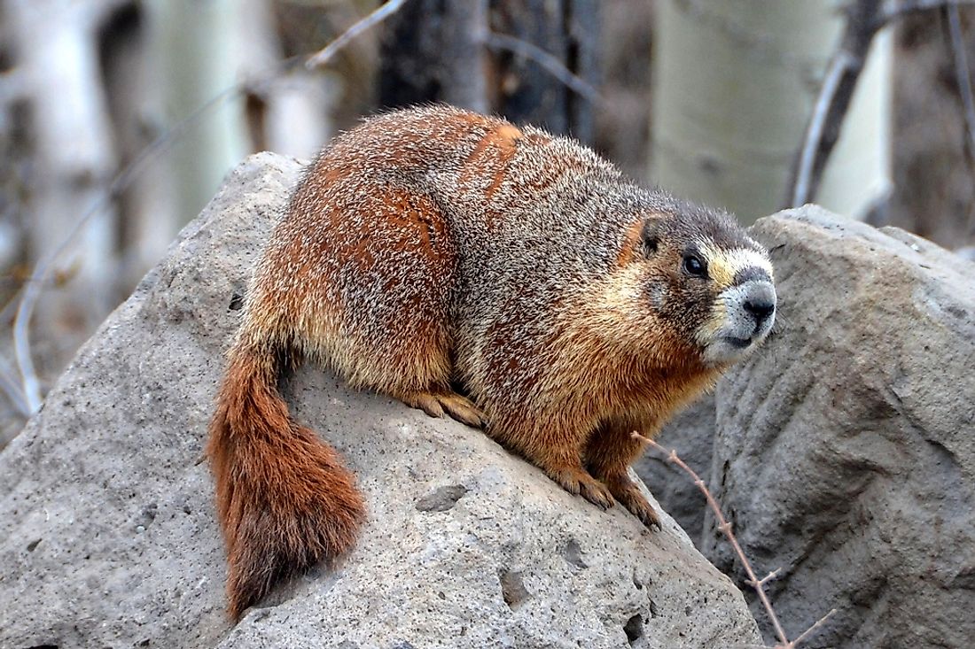 Endangered Animals Of Canada Worldatlas Com