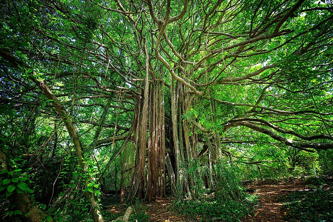 Why Is The Strangler Fig Tree Called So?