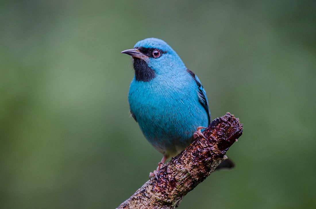 Blue Animals That Exist in Nature - WorldAtlas.com