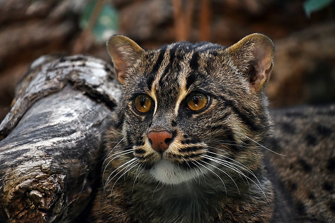 Combat For Survival In Cambodia: The Case of the Fishing Cat ...