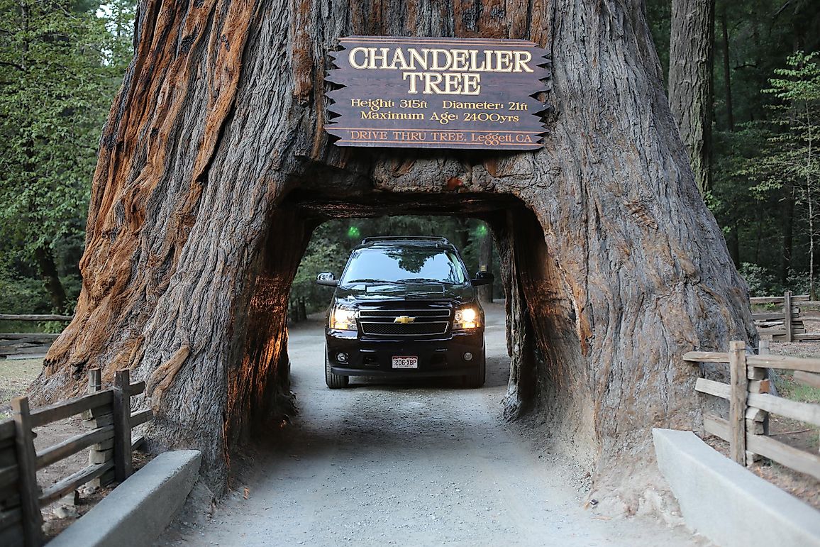 You Can Drive Through Trees In California: Here's How - WorldAtlas.com