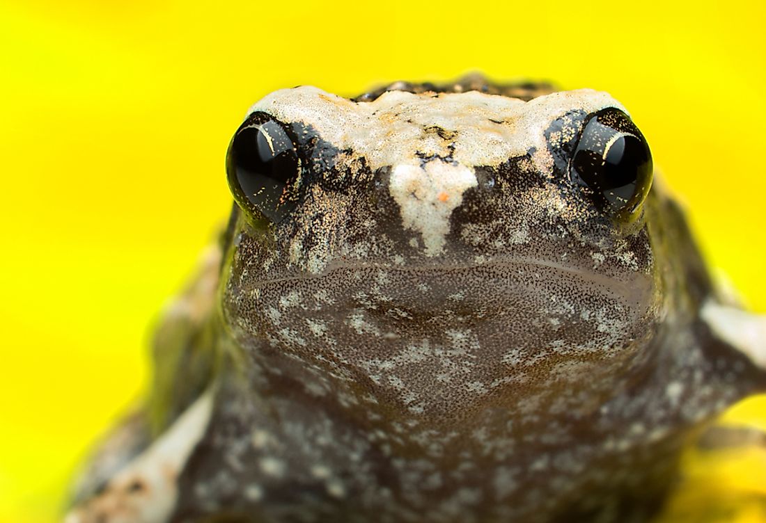 Native Amphibians Of The Philippines - WorldAtlas.com