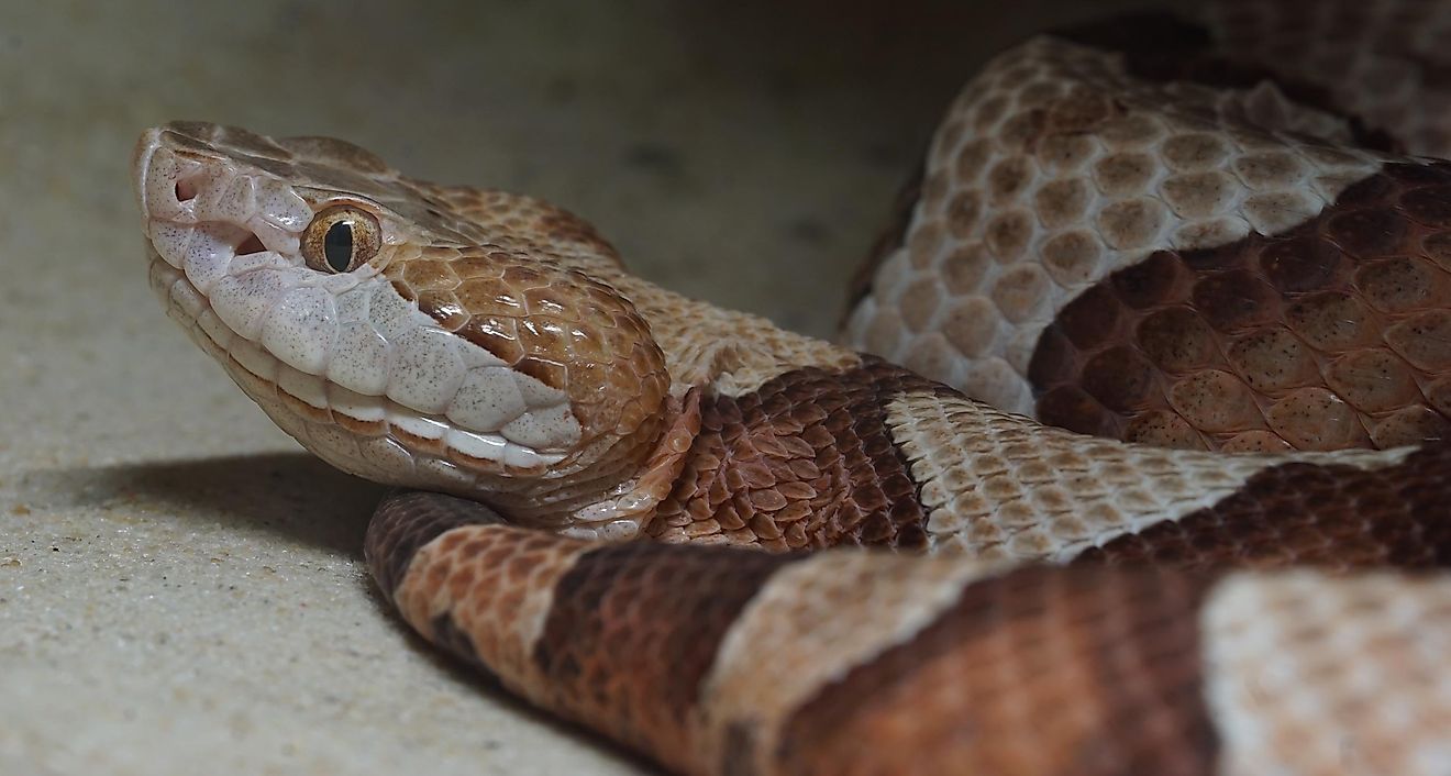 10 Facts About The Copperhead Snake - WorldAtlas.com