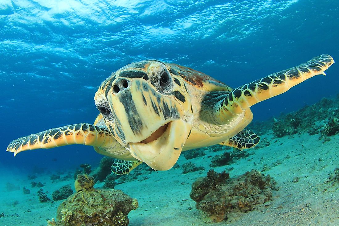 5 Endangered Ocean Animals - WorldAtlas.com