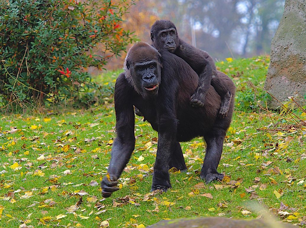 Why Do Gorillas Walk On Their Knuckles? - WorldAtlas.com