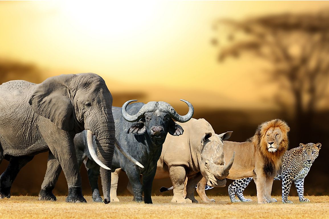 What Are The Big 5 Animals?