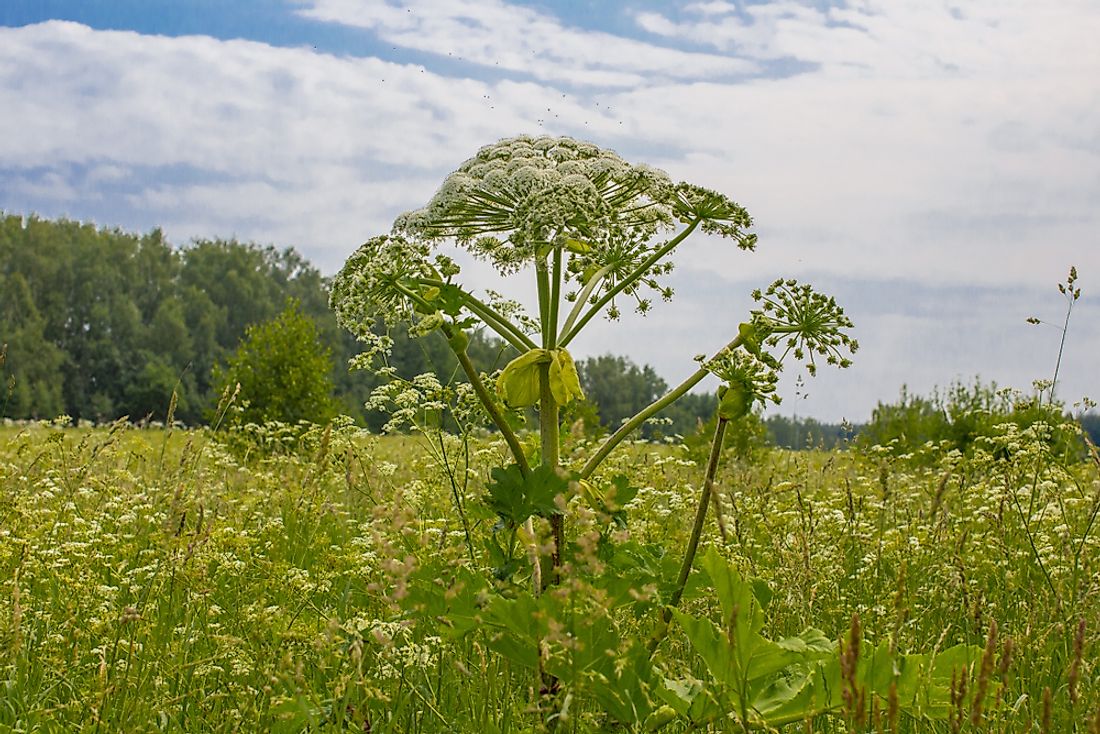 Other Names For Giant Hogweed