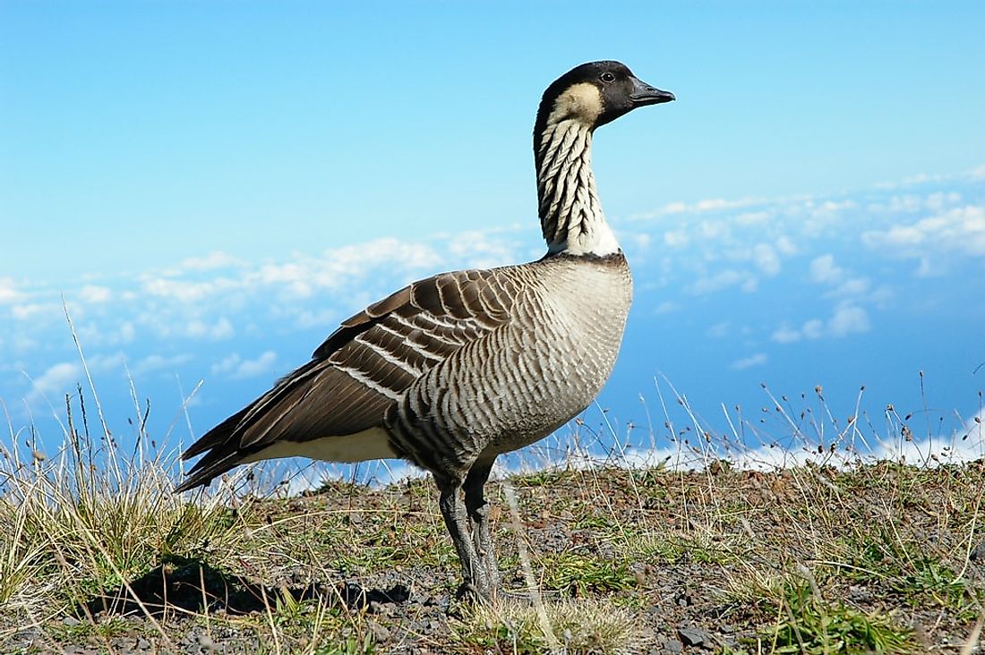 what-animals-live-in-hawaii-worldatlas