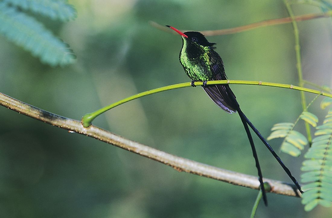 Common Birds Of Jamaica