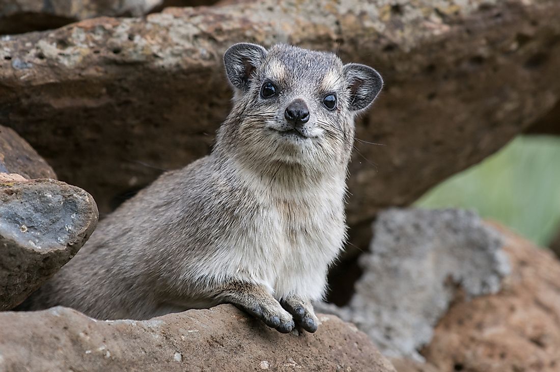 hyrax-facts-animals-of-africa-worldatlas