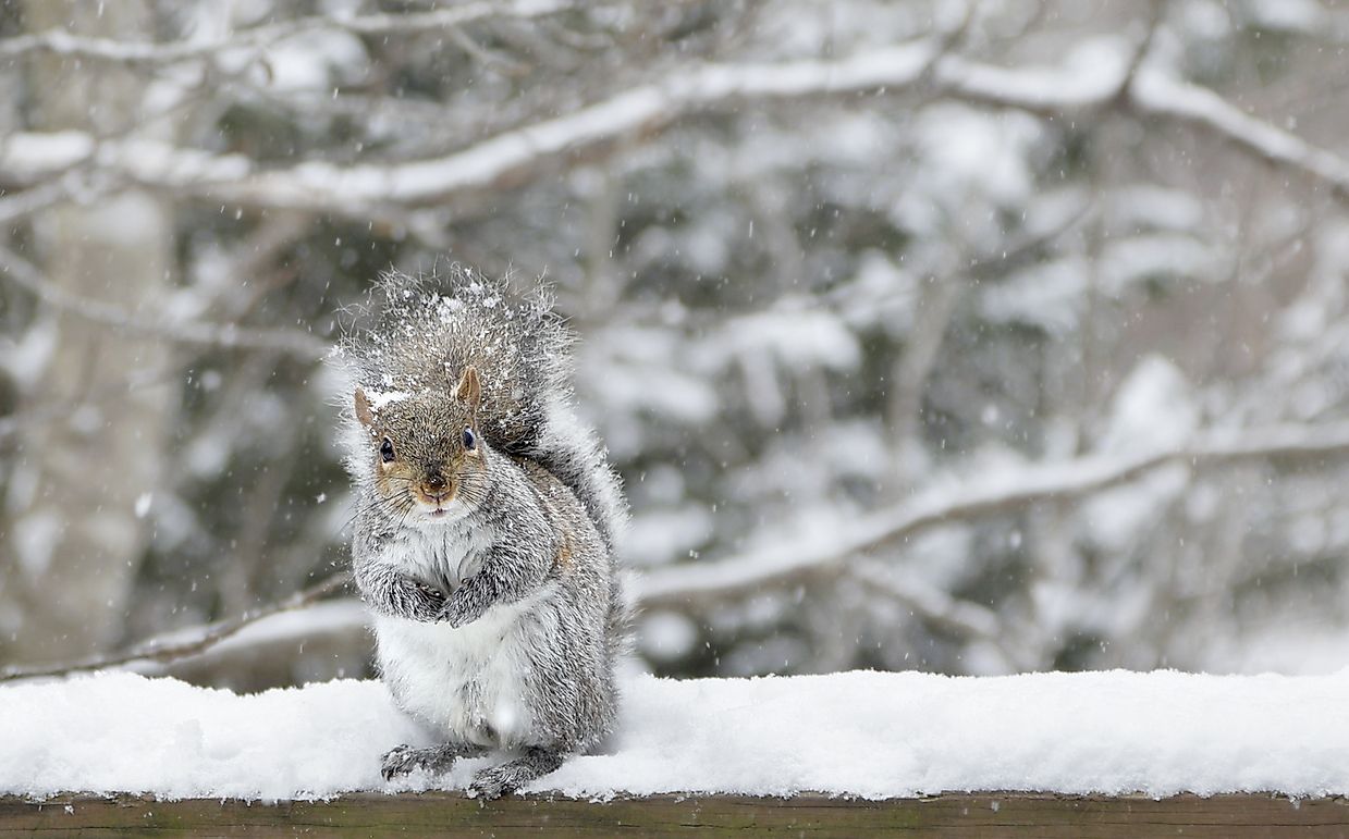 What Animals Live In North Carolina? - Worldatlas.com