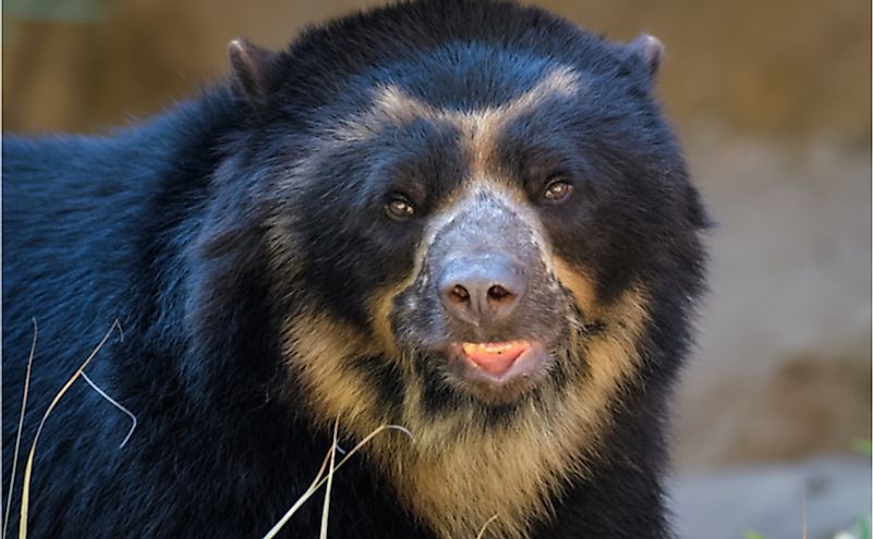 where-do-spectacled-bears-live-worldatlas