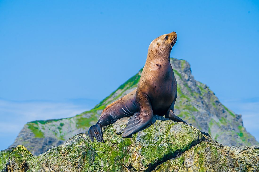 Steller Sea Lion Facts Animals of the Oceans