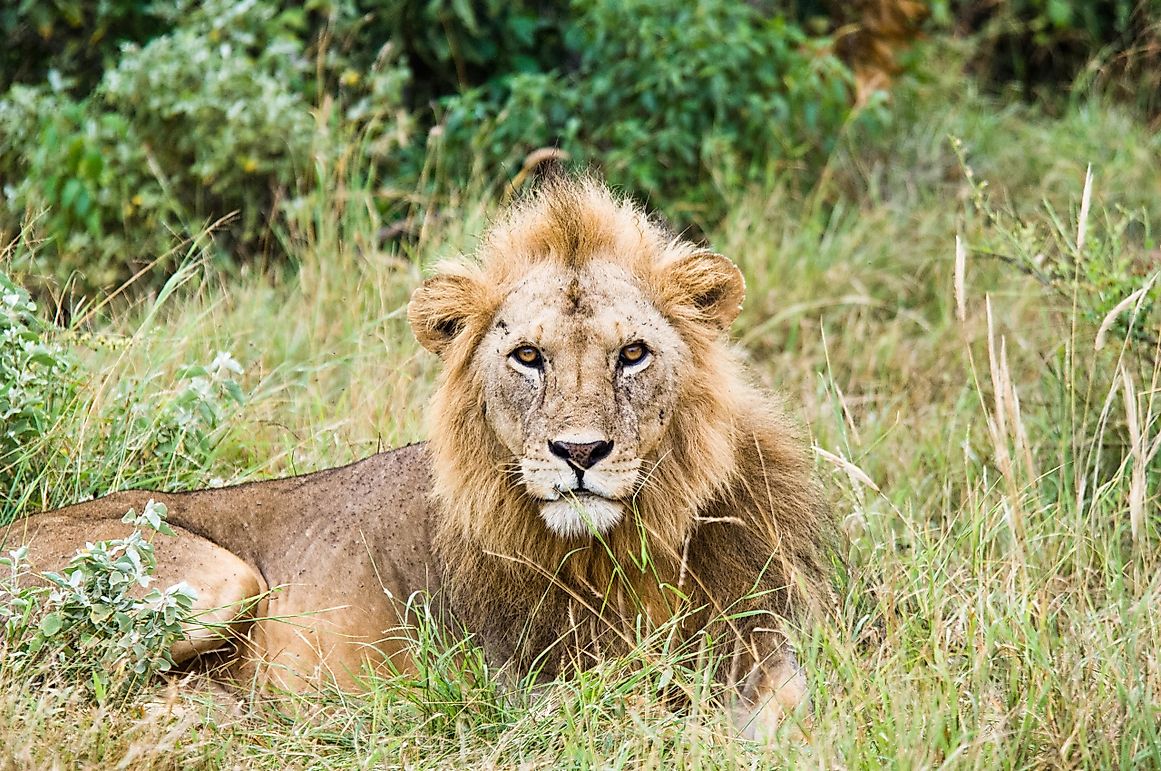 The Story Of The Asiatic Lion: Surviving Only In Gujarat, India