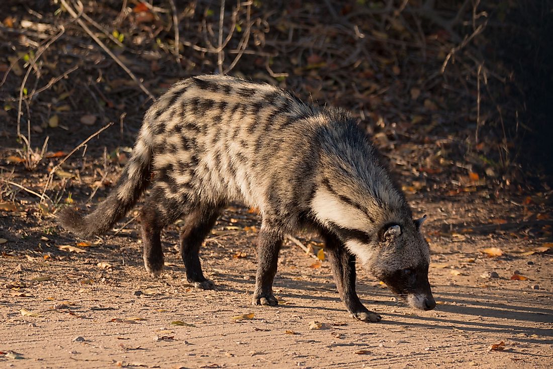 What Is A Civet Cat Used For