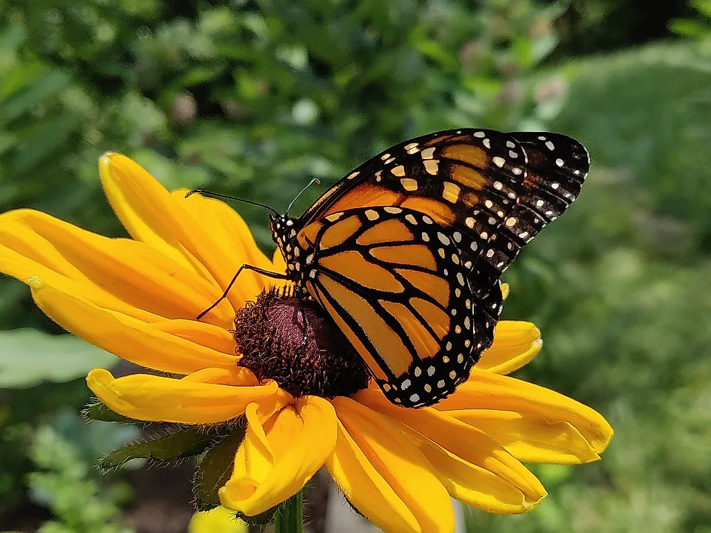 10-unique-butterfly-species-that-can-be-found-in-america-worldatlas