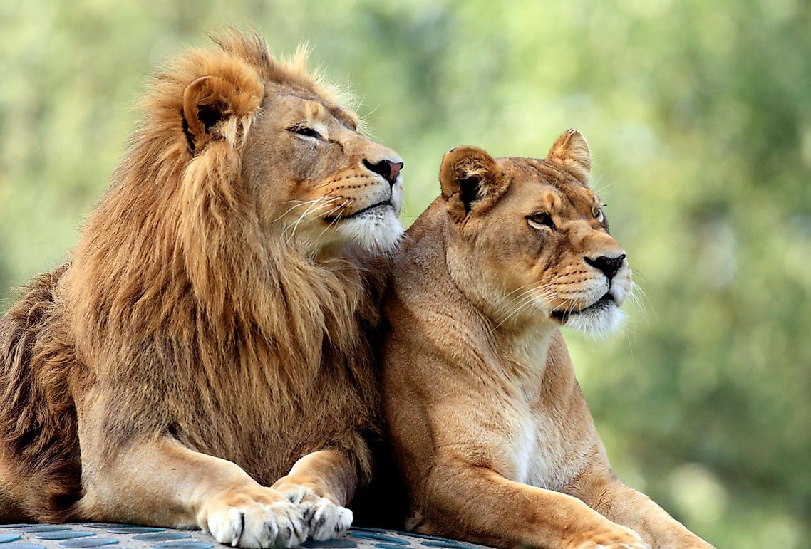 do-all-male-lions-have-manes-worldatlas