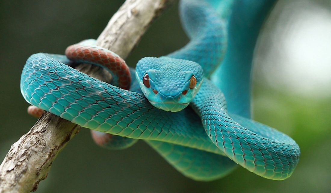 How Many Species Of Snakes Are There WorldAtlas