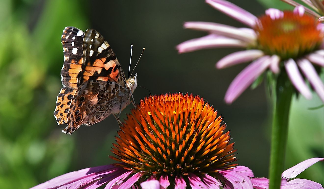 why-are-butterflies-important-to-the-ecosystem-worldatlas