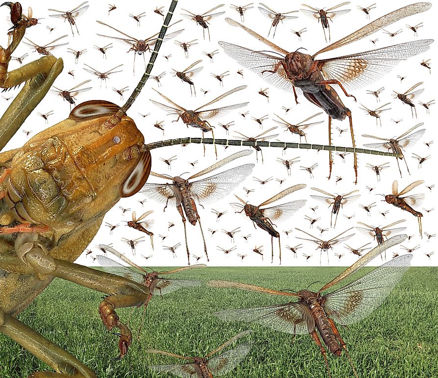 10 Facts Everyone Must Know About The Terrifying Locust Plague