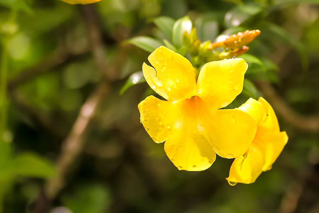 What Is The State Flower Of South Carolina WorldAtlas