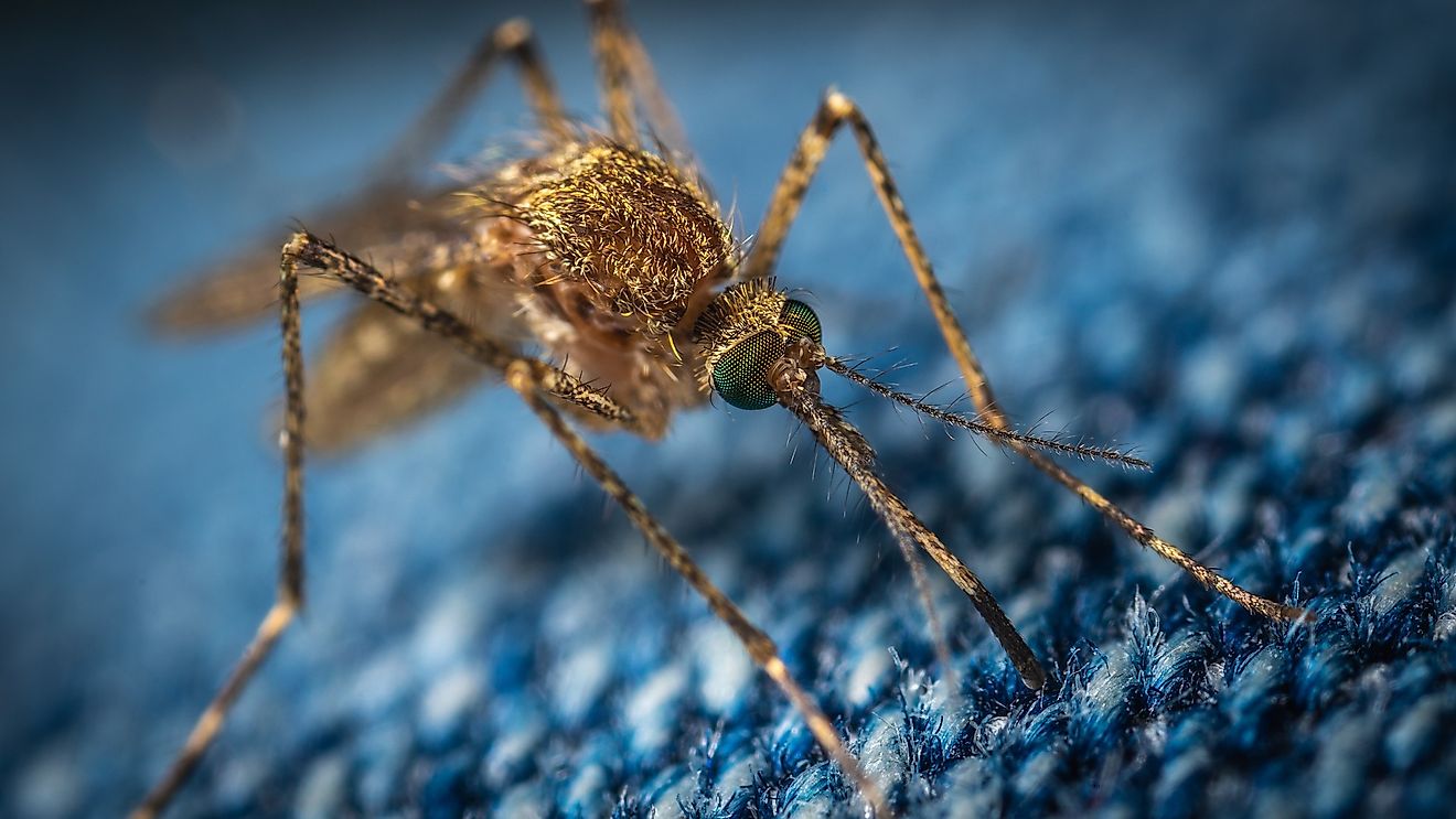 Why Mosquitoes Are The Deadliest Animals On The