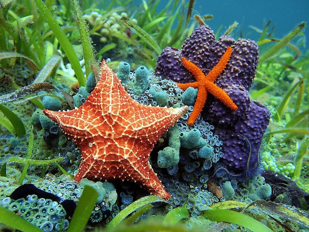 What are Echinoderms? - WorldAtlas.com