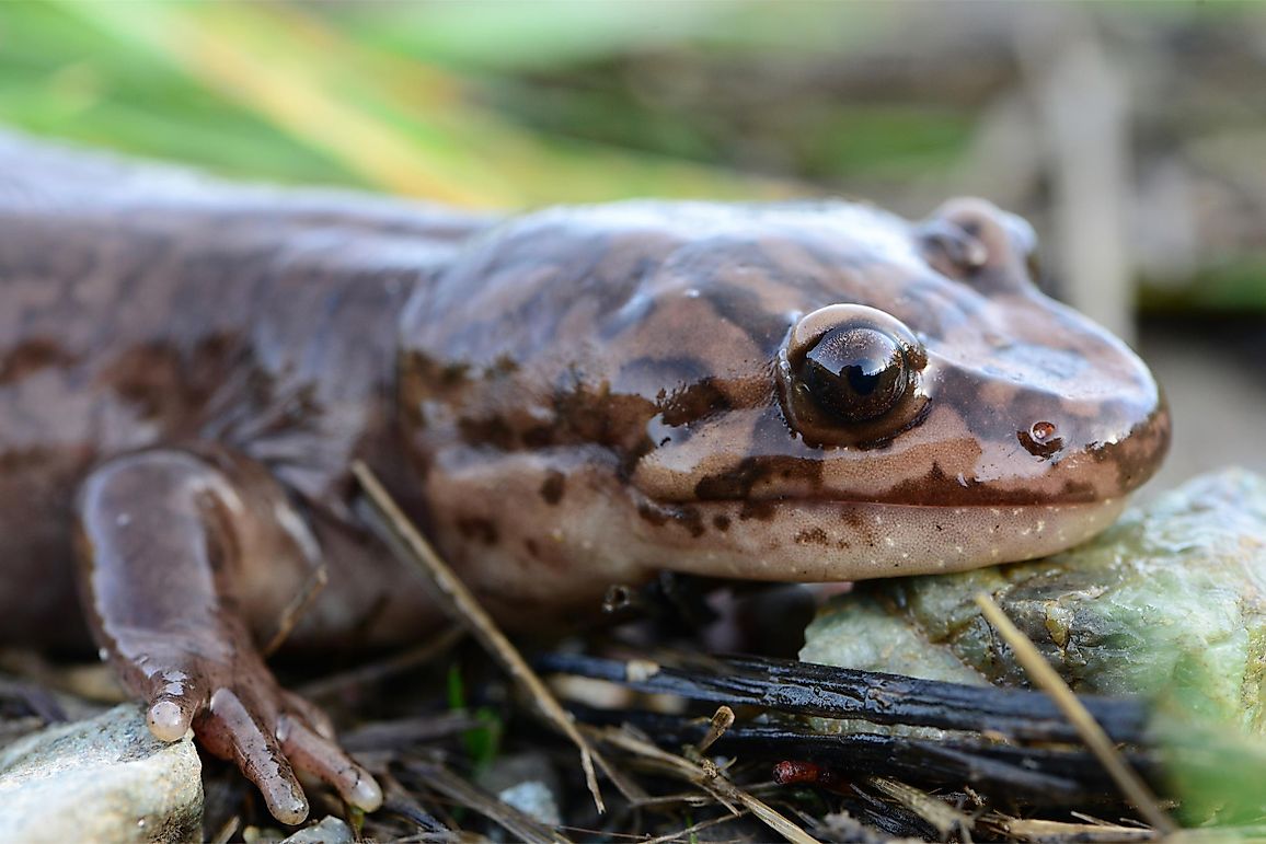 What Is The Idaho State Amphibian? - WorldAtlas.com