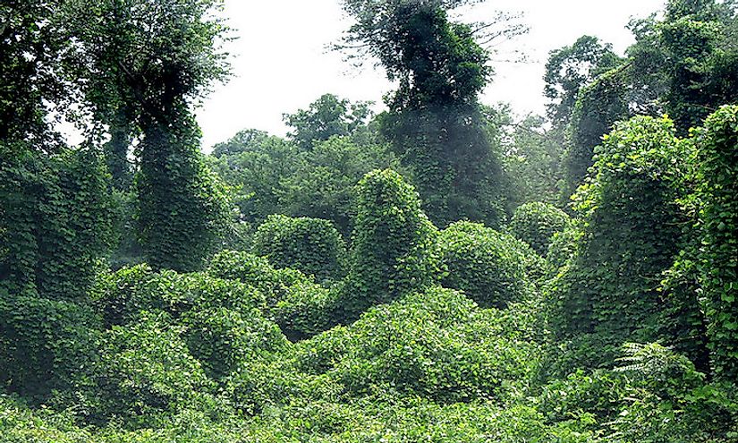 How Did Kudzu Make It to the United States? - WorldAtlas.com