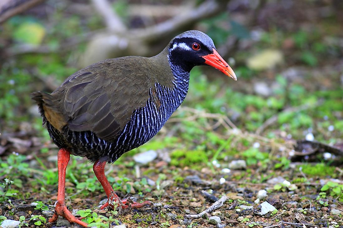 japan-s-endemic-bird-species-worldatlas