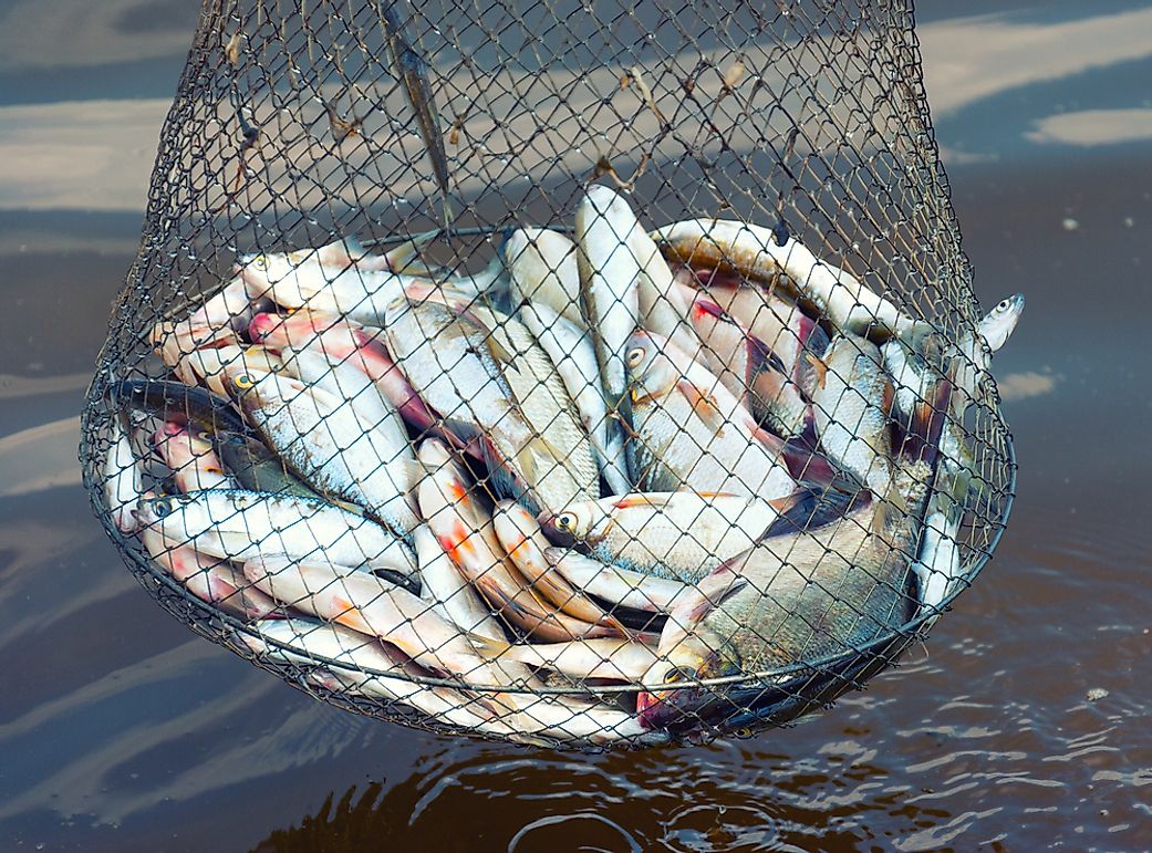 What Are The Impacts Of The Fishing Industry On The Environment In New Brunswick