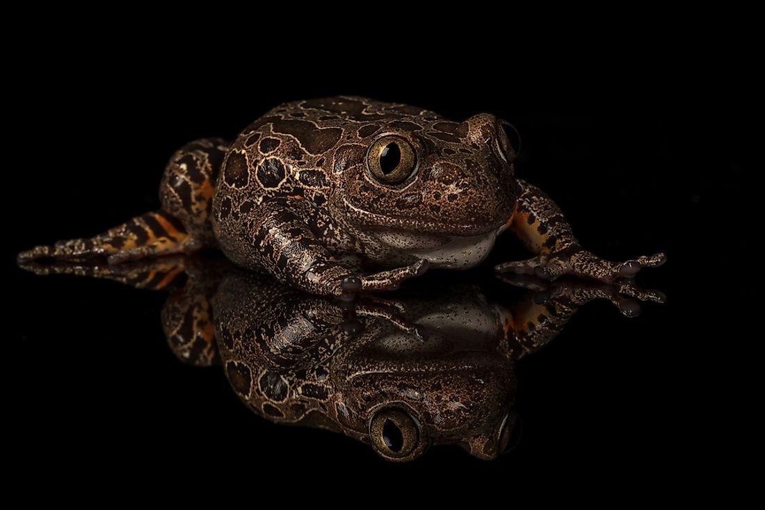 Native Amphibians Of Nigeria - WorldAtlas.com