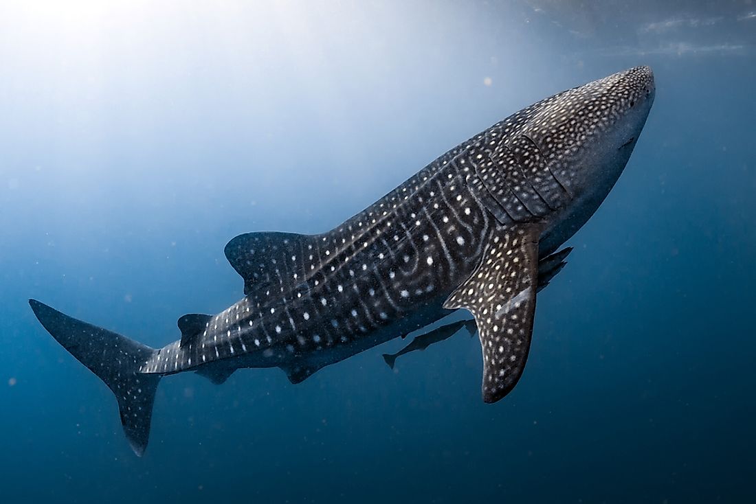 Whale Shark Facts Animals Of The Oceans WorldAtlas