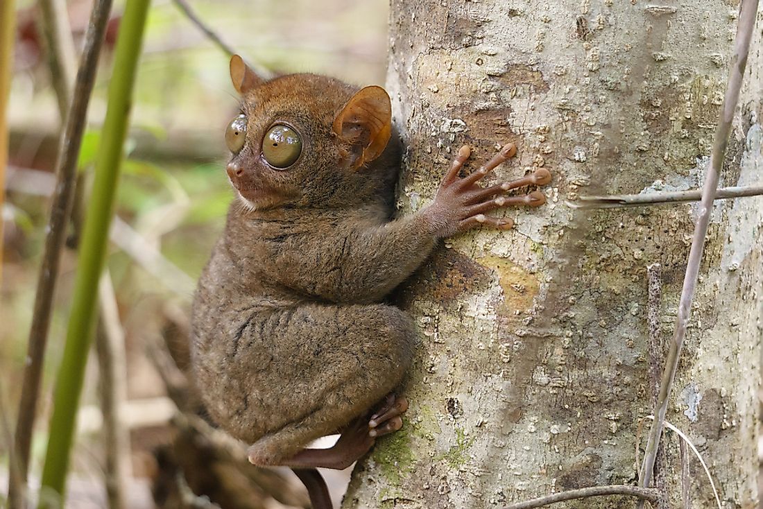 Which Mammal Can Rotate Its Head The Farthest? - WorldAtlas.com