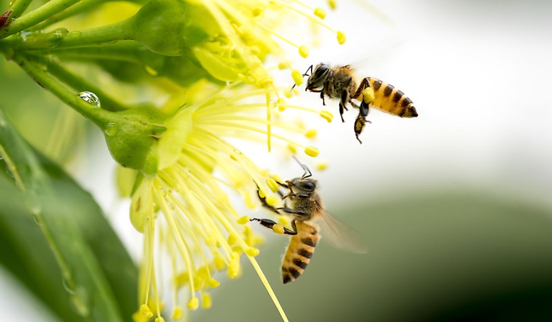 Which Crops And Plants Are Pollinated By Honey Bees? - WorldAtlas.com