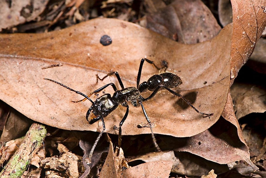 What is the World's Largest Species of Ant? - WorldAtlas.com
