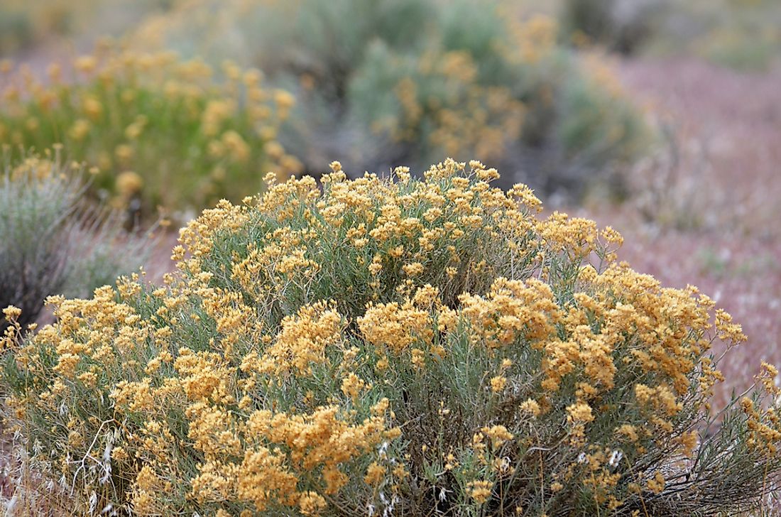 What Is The State Flower Of Nevada WorldAtlas