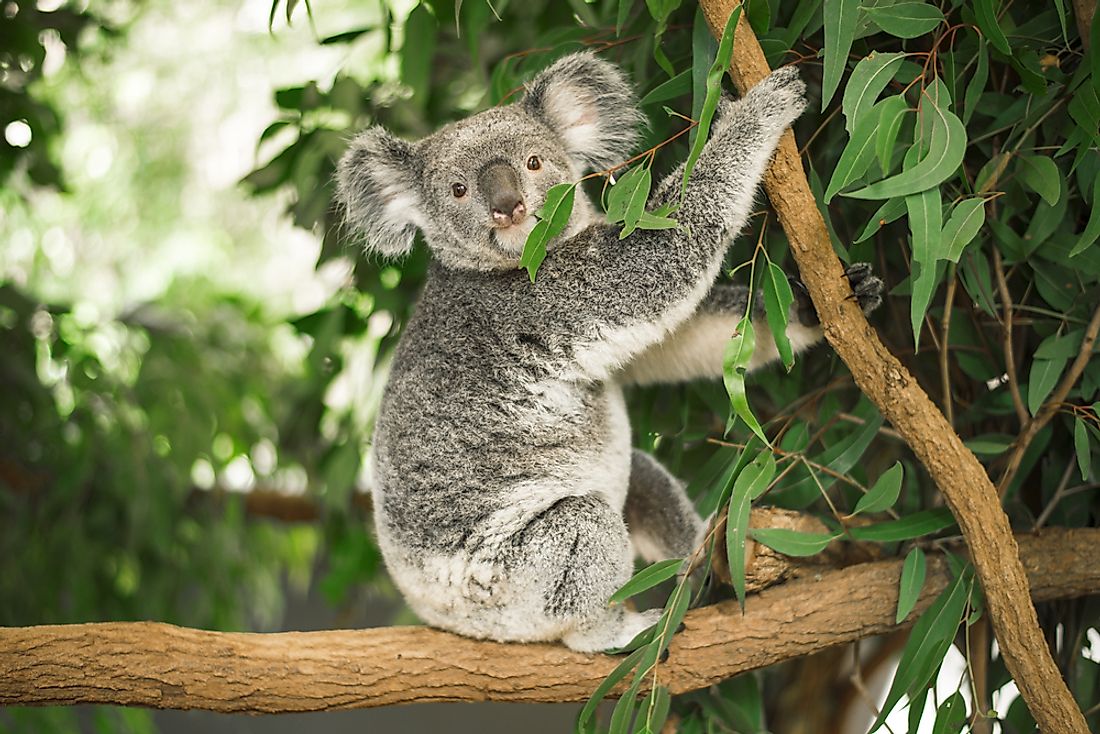 What Do Koalas Eat WorldAtlas com