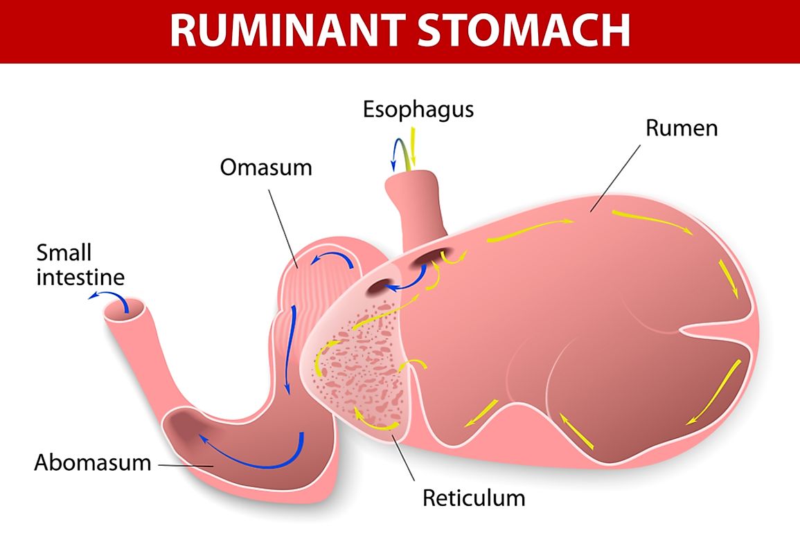 which-animals-have-four-stomachs-worldatlas